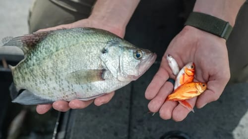 CRAPPIE Fishing with LIVE BAIT Under Bridge