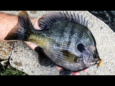 MICRO JIG FISHING for HUGE BLUEGILL!