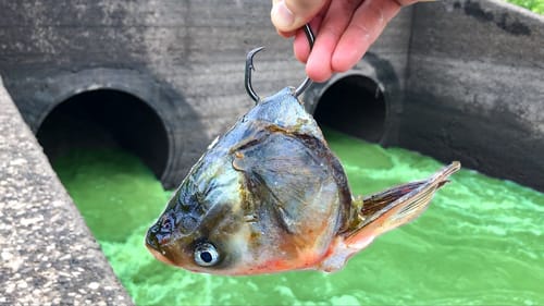 I Caught The MONSTER of the SPILLWAY!!! (New PB!)