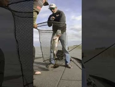 Worm 🪱 Fishing on Harris Chain of Lakes #short #bassfishing #bigbass