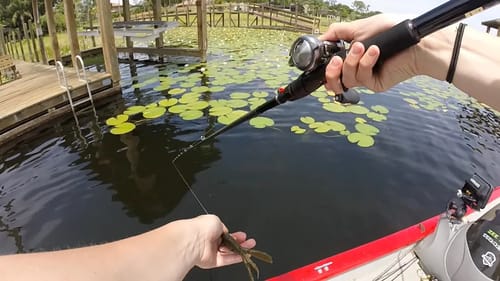Orlando Pads Hold Big Bass!