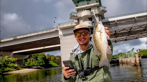 Bridge Fishing with Live Bait for Snapper {Catch and Cook}