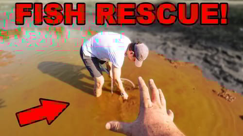 Netting EVERY Fish Left In Tiny Puddle (Fish Rescue!)