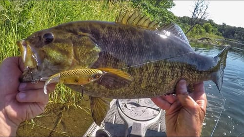 Whopper Ploppin' Summer Smallies