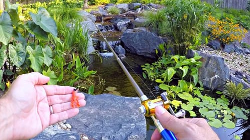 Micro Fishing for a New Pet Crappie!!