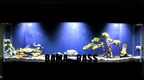 FRUSTRATED With This Aquarium!!