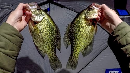 Ice Fishing Evening Crappie Bite!