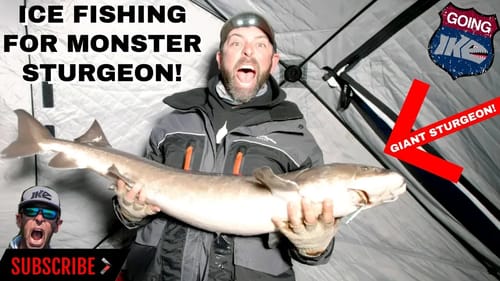 MONSTER STURGEON FISHING!