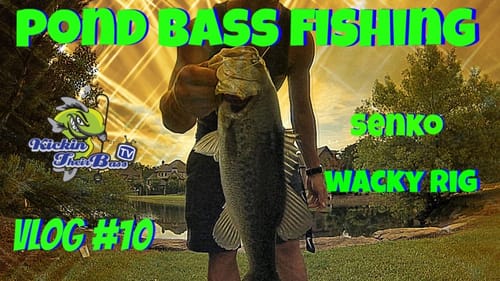 Pond Bass Fishing ~ Wacky Rigged Senko Vlog #10