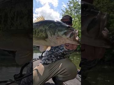 🎣 Shallow Water Giant Bass!! 🎣