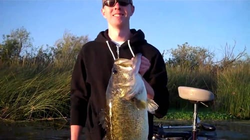 11.5 lb delta swimbait largemouth bass