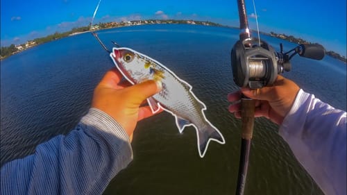 Sight Casting for Giant Fish with Live Mullet