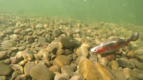 Defiant 232 Swimbait Swim Promo
