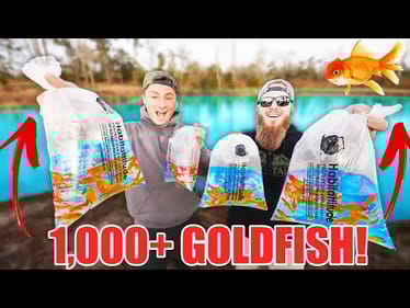 STOCKING My BACKYARD POND w/ 1,000+ GoldFish (BIG FISH!)