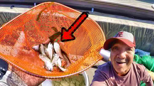 Crappie Eat These Like Candy