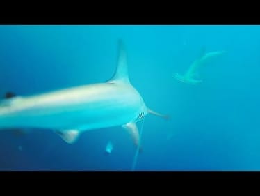 Sharks Stole Every Bait - Underwater Camera!