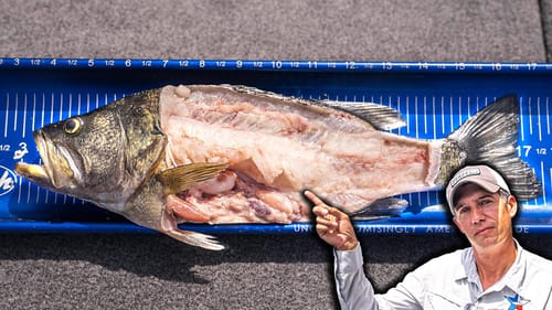 What's INSIDE A Largemouth Bass? (Biologist Explains)