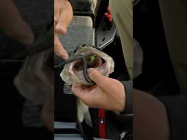 Hungry bass with two lures for Palaniuk
