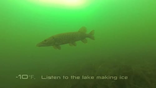 Cool Underwater Footage of Pike While Ice Fishing