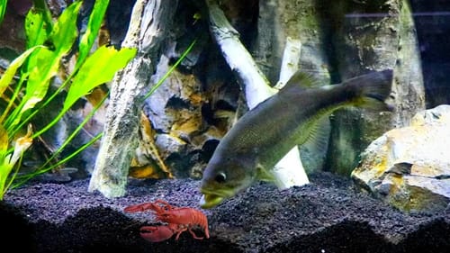 Feeding BABY LOBSTERS to Our Pet Bass!!