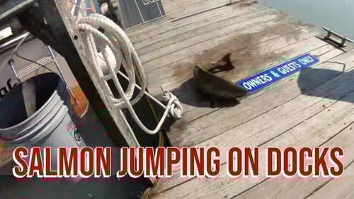 Lake Michigan Salmon Jumping Onto Docks with Jessie Baker