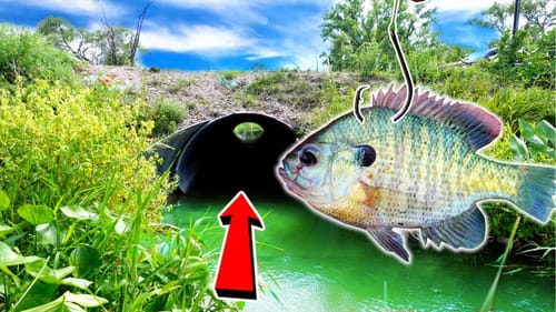 I Caught the TUNNEL MONSTER!!! --Giant Catch Fishing UNDER a Road!