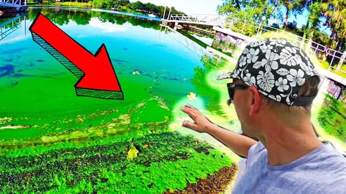 RED TIDE Green ALGAE Lake Okeechobee Slime CHALLENGE