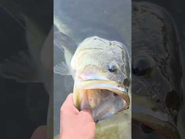 Big Bass Everywhere...