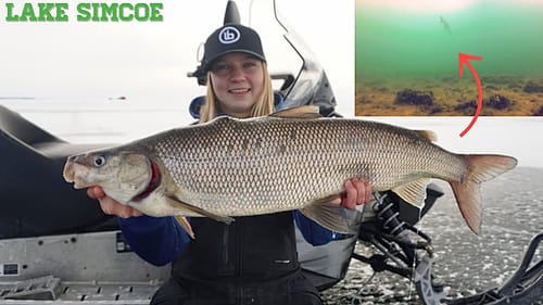 Biggest Whitefish I have Ever Seen!! (Underwater Footage)