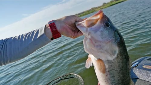 Mexico Bass Fishing Practice | International Cup Challenge