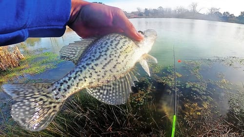 CLOUDY DAY vs SUNNY DAY - Fishing For CRAPPIE and BLUEGILL! (EXPERIMENT)