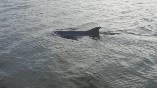 Dolphins are Jerks