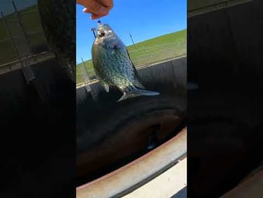 How to catch crappie at any spillway #Fishing #Crappie