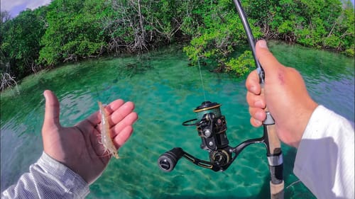Sight Fishing With Live Shrimp + Catching Beautiful Tropical Fish