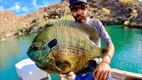 Fishing for 3 POUND BLUEGILL!!!