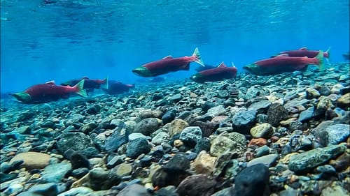 Hyper Clear Glacier Stream Filled With MILLIONS of BIG FISH