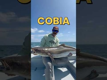 Cobia Catch and Cook in South Padre Island #cobia #fishing