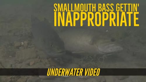 Smallmouth Bass Spawning Behavior Underwater Video
