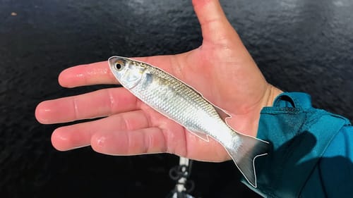 Why This TINY Fish Means Something INSANE is About to Happen!