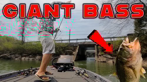 GIANT Bass On Lake Chickamauga! Swimbait Fishing and Tackle Tips!