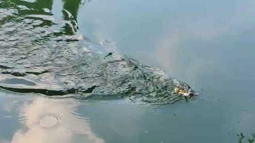 Swimbait Review: Kuruoto and Trollpick Wood Crawlers