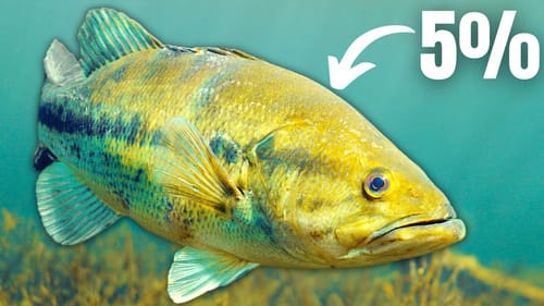 The 5% Rule of BASS FISHING