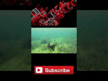 💦 Trophy Bass Underwater Release! 💦 (Crystal Clear Water)