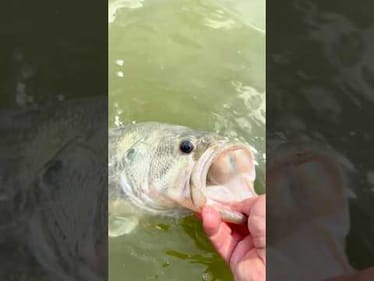This Lure is Crushing in HOT Water! 🔥