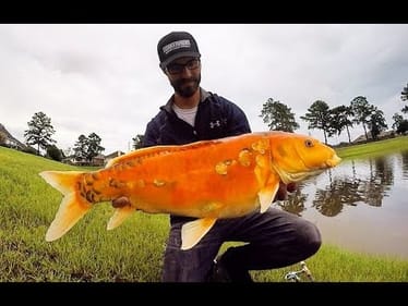 FISHING FOR HUGE KOI USING ULTRALIGHT GEAR!