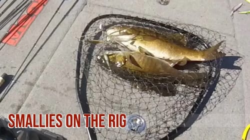 Justin Perelli Fall Smallmouth Bass Fishing with A Rigs