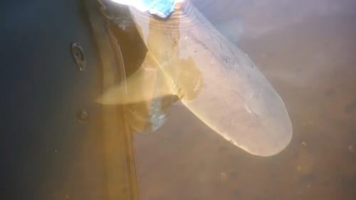 Shark On An Artificial
