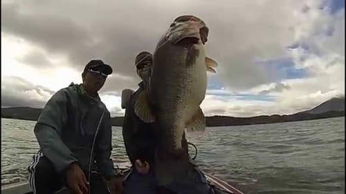 10 lber On A Swimbait At Clearlake!