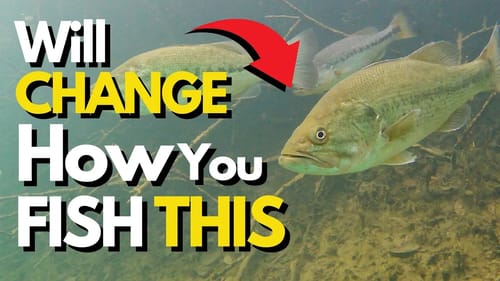We MUST Understand This About Bass | What I've Never Seen Underwater