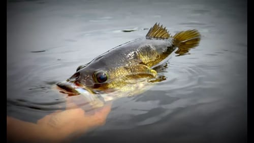 Quest for the BIGGEST Bass of Her Life